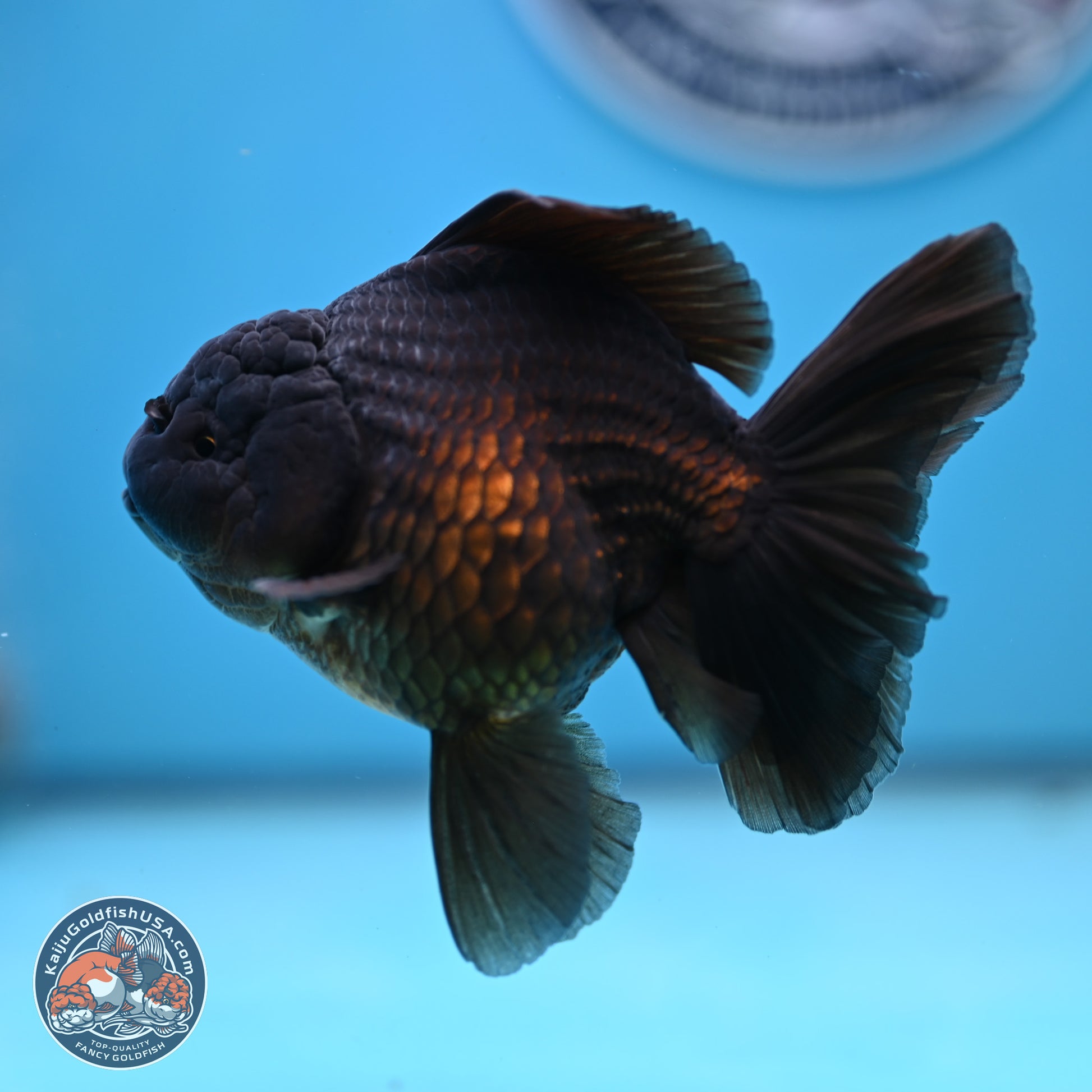 Jet Black Rose Tail Oranda 4.5 inches - Female (241129_OR14) - Kaiju Goldfish USA