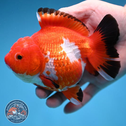 Red White Oranda 4.5 inch Body (250912_OR14)