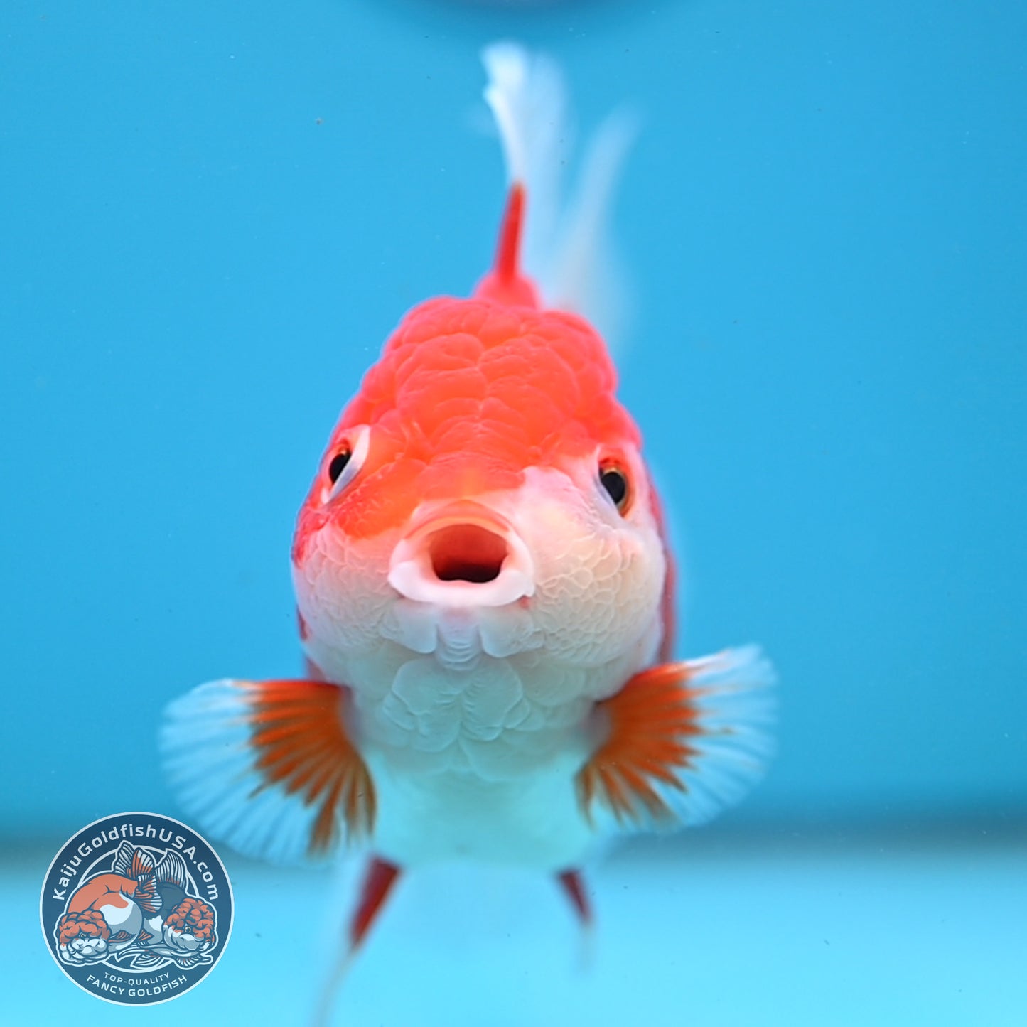 Red White Rose Tail Oranda 4 inch Body (251003_OR14)