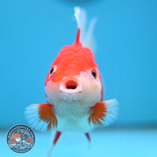Red White Rose Tail Oranda 4 inch Body (251003_OR14)