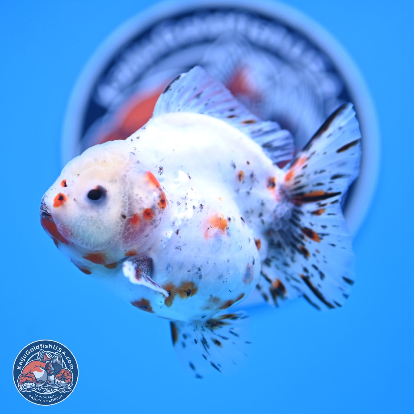 Shogun Calico Oranda 3.75 inches Body - Female (250131_OR14)