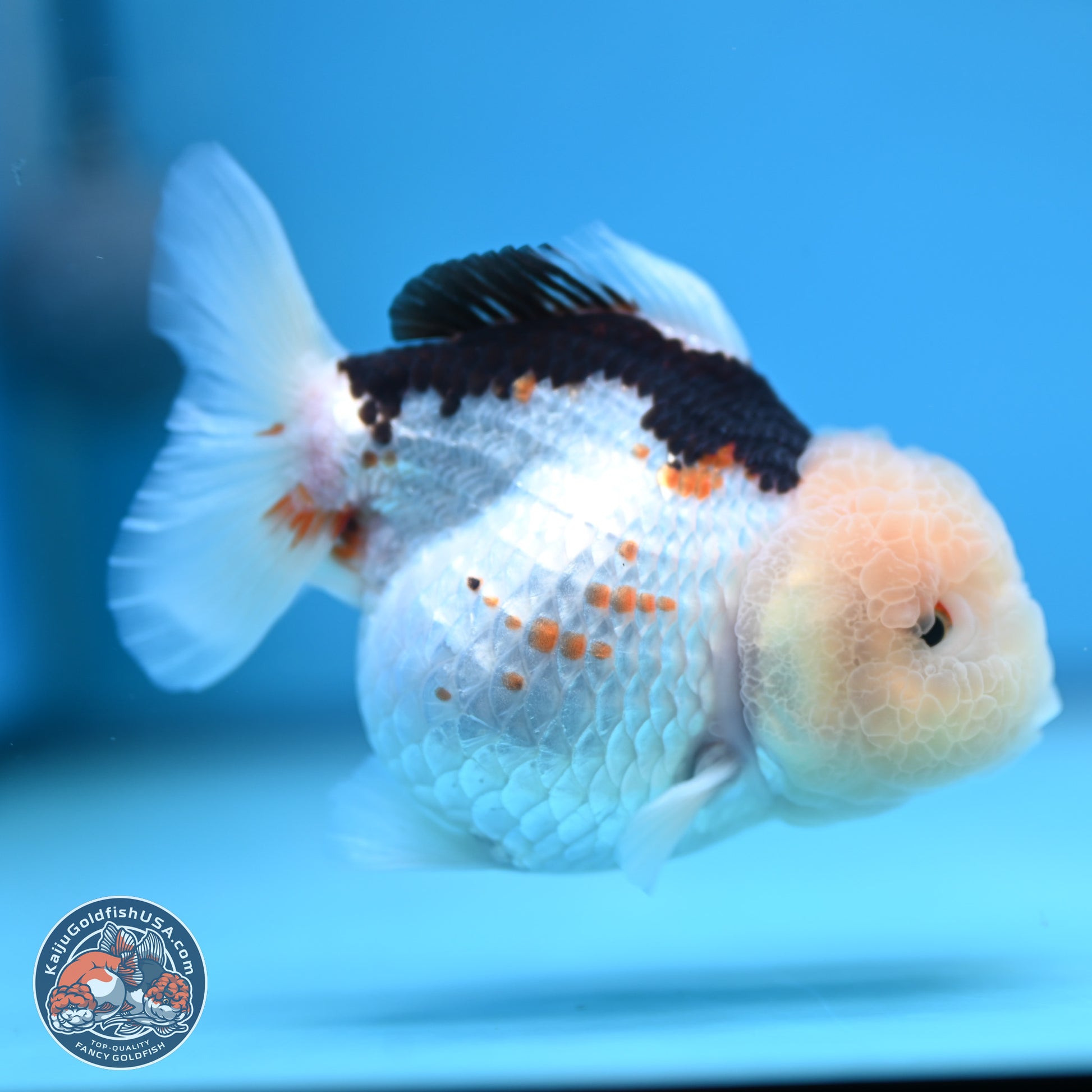 Tricolor Oranda 3.5-4.5 inches (241004_OR14) - Kaiju Goldfish USA