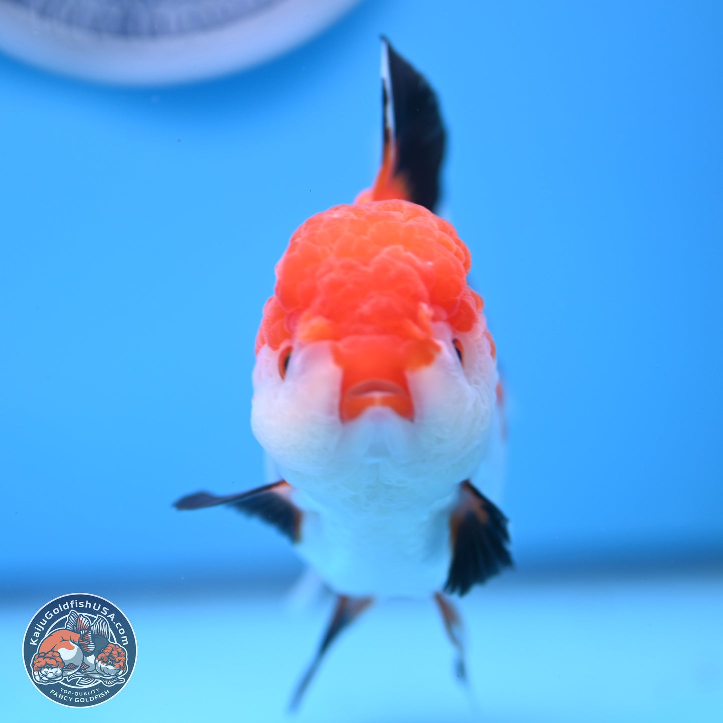 Tricolor Rose Tail Oranda 5 inches (241025_OR14) - Kaiju Goldfish USA