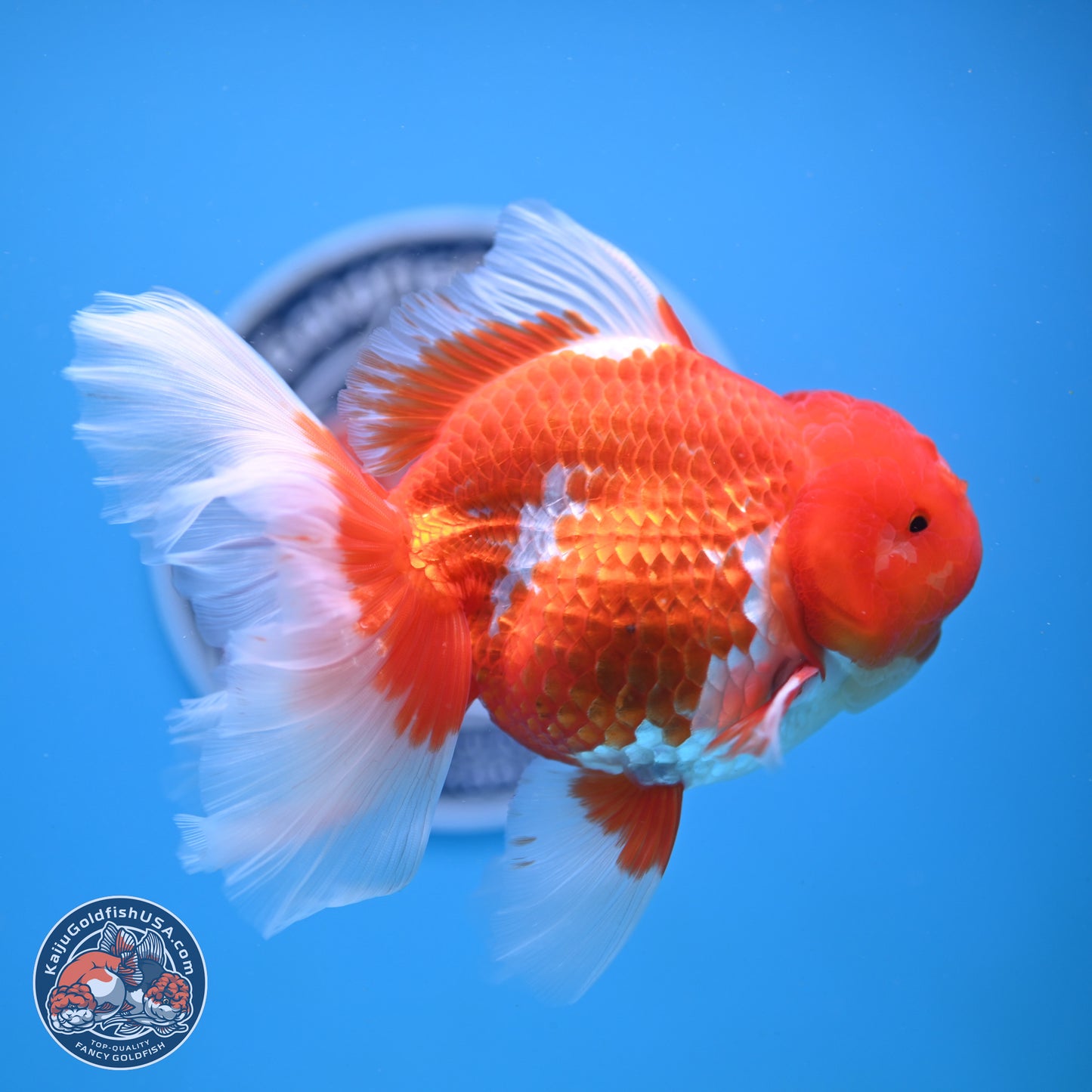 Red White Rose Tail Oranda 4-6.5 inches (240906_OR14) - Kaiju Goldfish USA