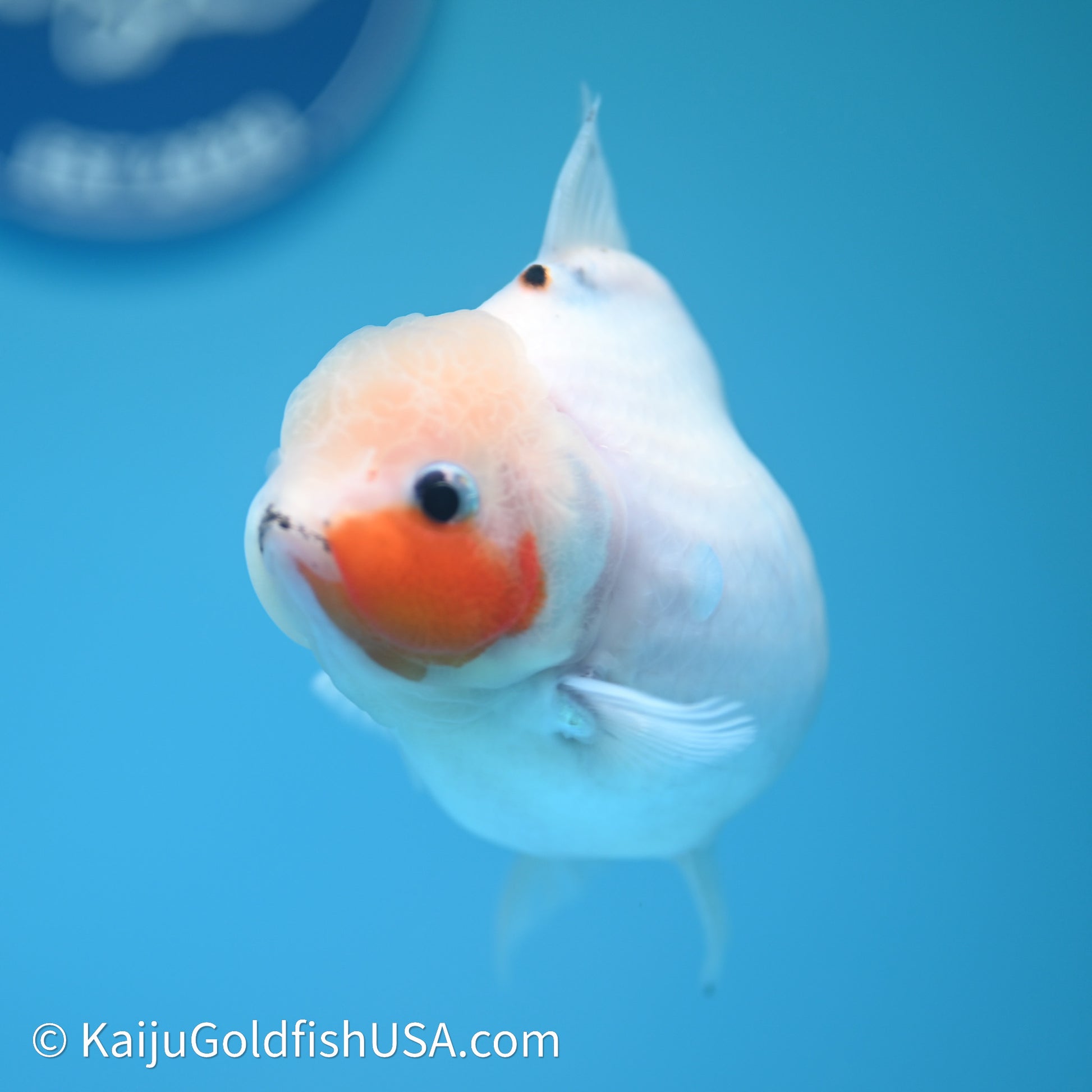 Shogun Godzilla Calico Oranda 3.75in Body (240614_OR14) - Kaiju Goldfish USA