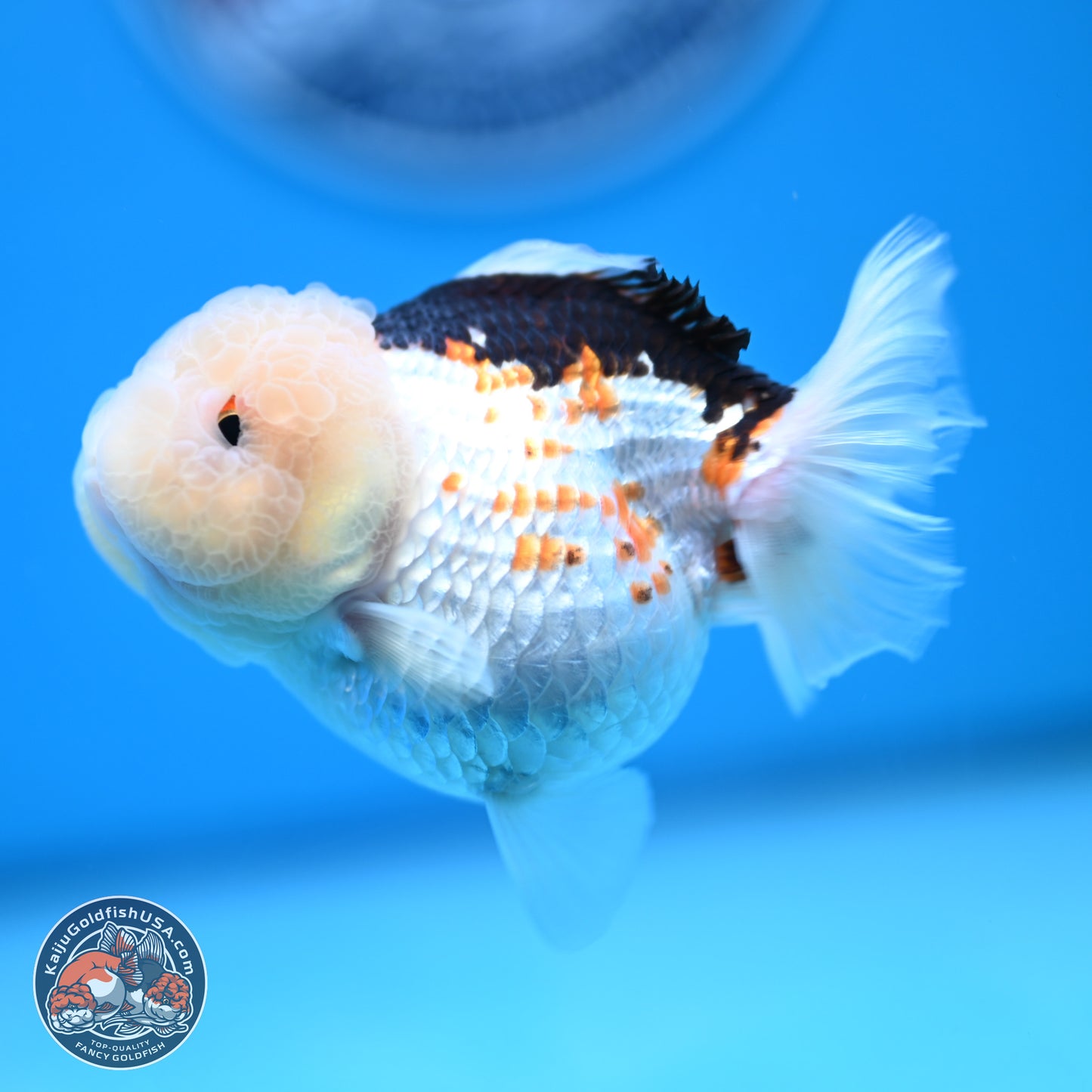 Tricolor Oranda 3.5-4.5 inches (241004_OR14) - Kaiju Goldfish USA