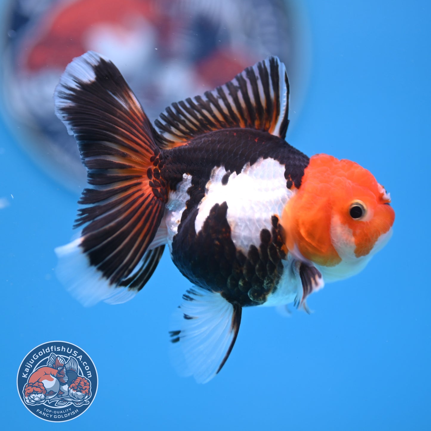 Tricolor Oranda 3 inches Body (250530_OR14)