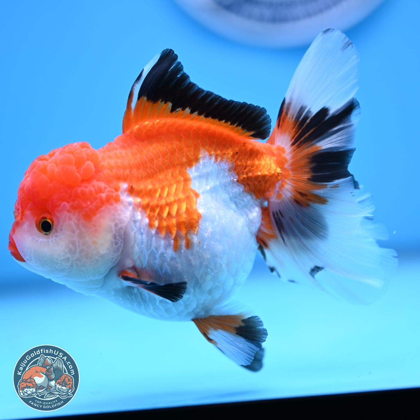 Tricolor Rose Tail Oranda 5 inches (241025_OR14) - Kaiju Goldfish USA