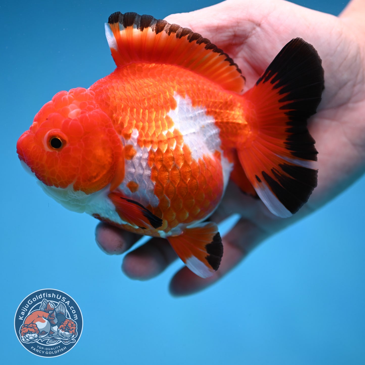 Red White Oranda 4.5 inch Body (250912_OR14)
