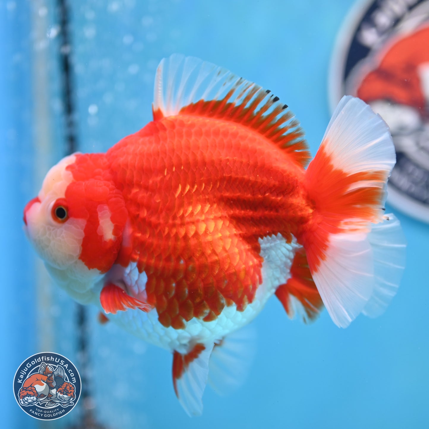 Jumbo Red White YuanBao Oranda 5 inches Body - Female (250214_OR14)