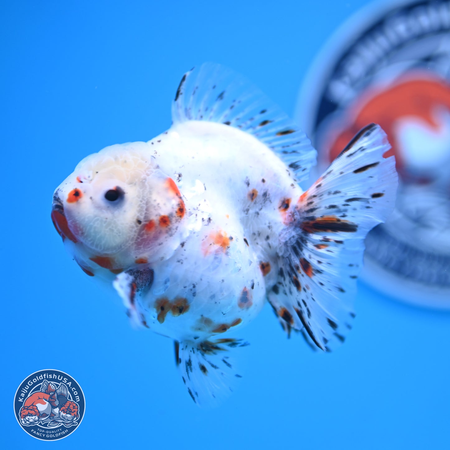 Shogun Calico Oranda 3.75 inches Body - Female (250131_OR14)