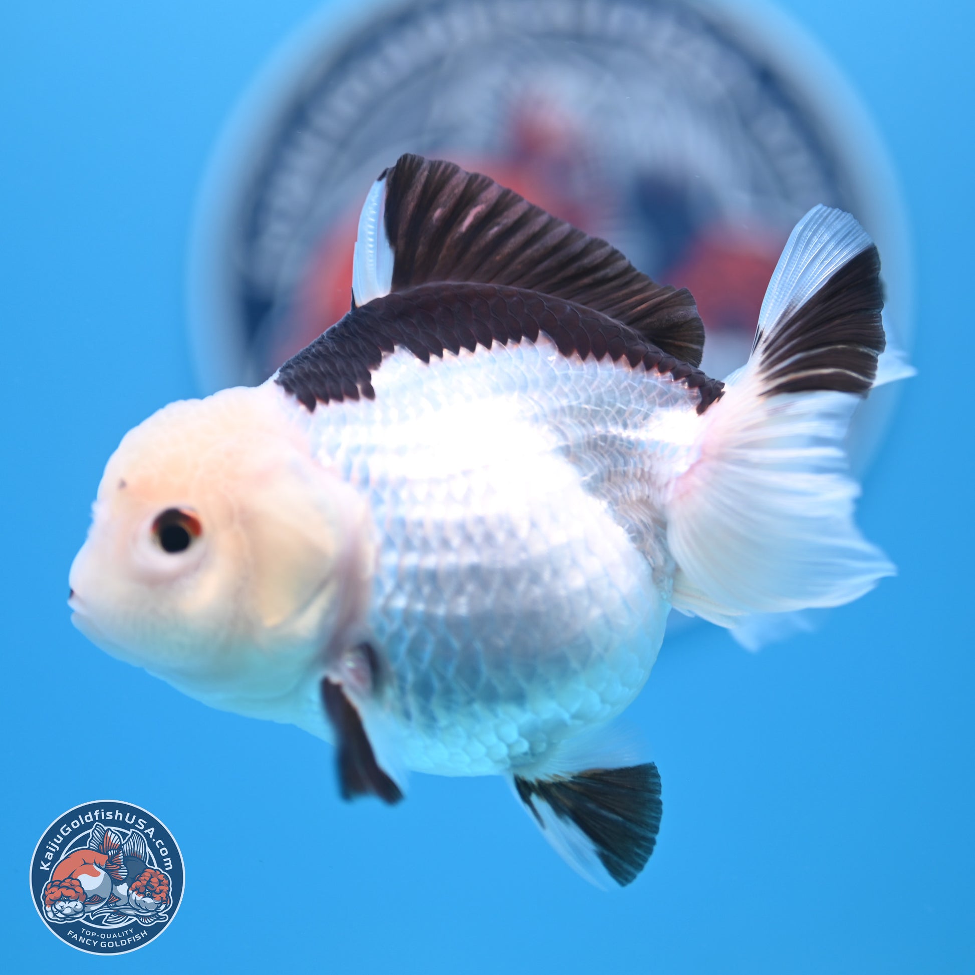 Panda Oranda 3.5-4.5 inches (240913_OR14) - Kaiju Goldfish USA