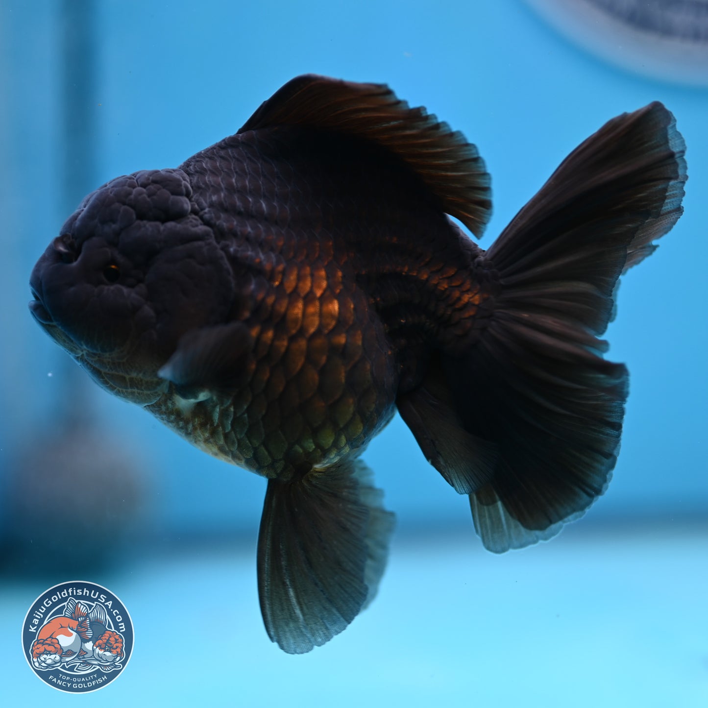 Jet Black Rose Tail Oranda 4.5 inches - Female (241129_OR14) - Kaiju Goldfish USA