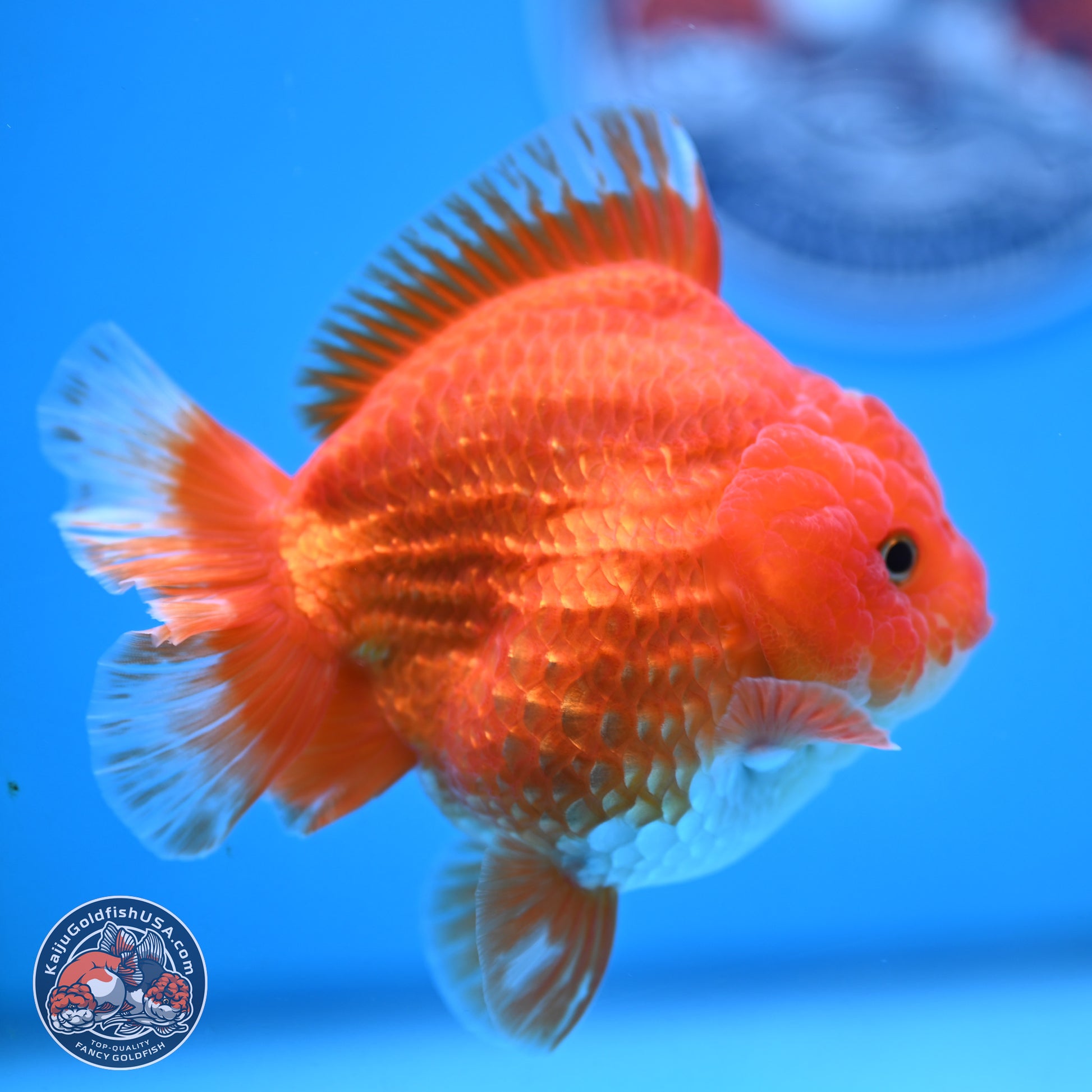 Red White YuanBao Oranda 3.5 inches Body - Female (250103_OR14) - Kaiju Goldfish USA