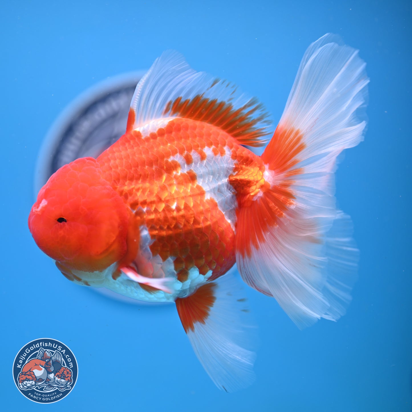 Red White Rose Tail Oranda 4-6.5 inches (240906_OR14) - Kaiju Goldfish USA