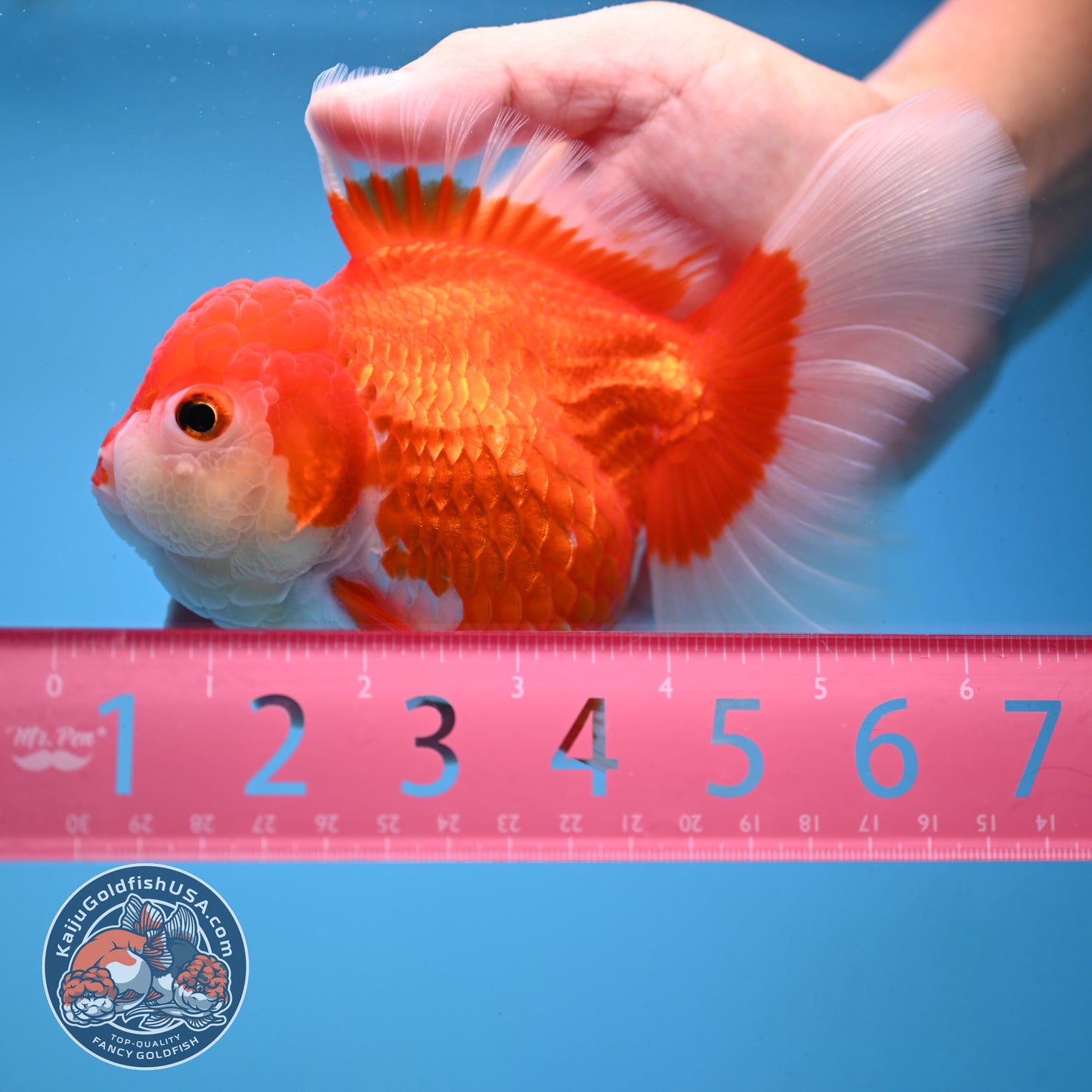 Red White Rose Tail Oranda 4 inch Body (251003_OR14)