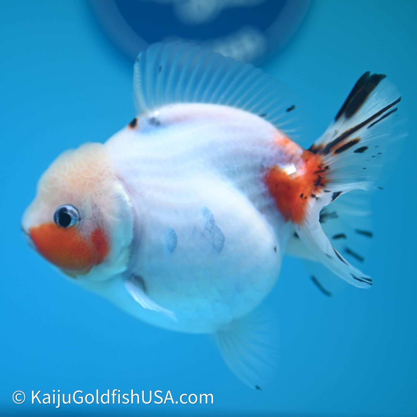 Shogun Godzilla Calico Oranda 3.75in Body (240614_OR14) - Kaiju Goldfish USA