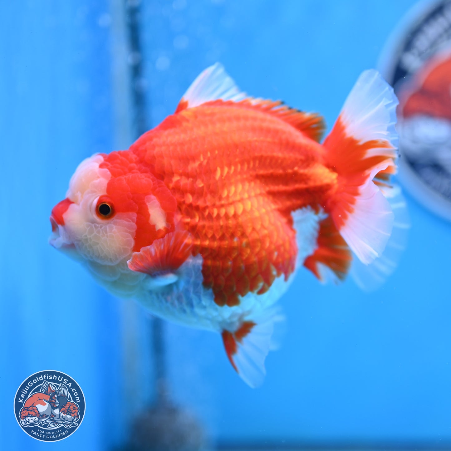 Jumbo Red White YuanBao Oranda 5 inches Body - Female (250214_OR14)