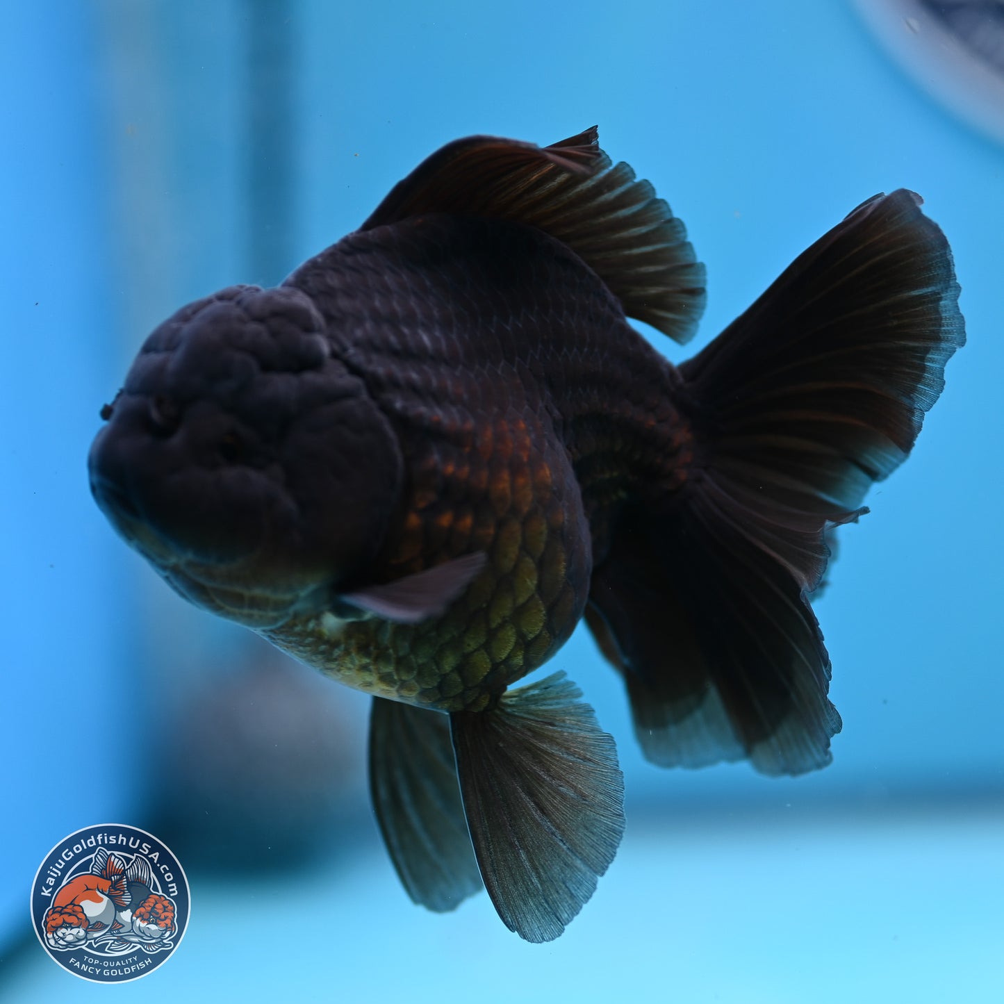 Jet Black Rose Tail Oranda 4.5 inches - Female (241129_OR14) - Kaiju Goldfish USA