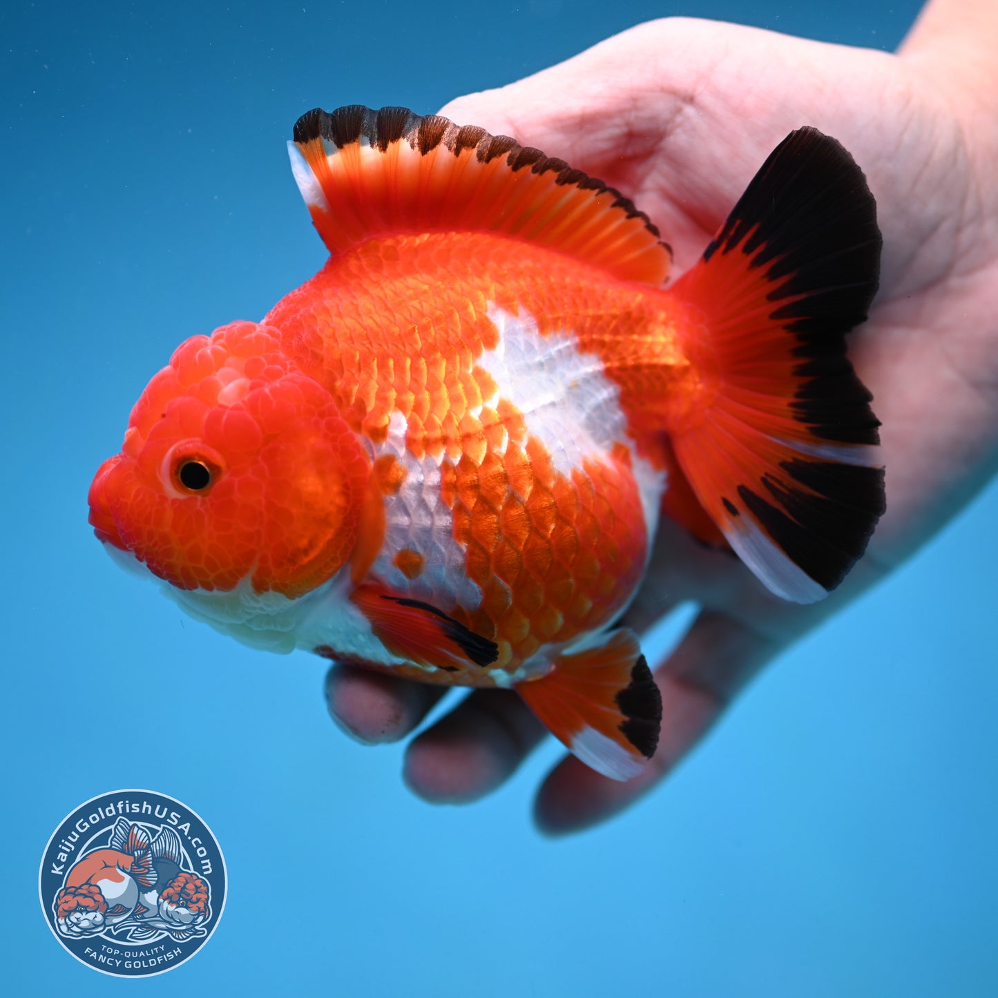 Red White Oranda 4.5 inch Body (250912_OR14)