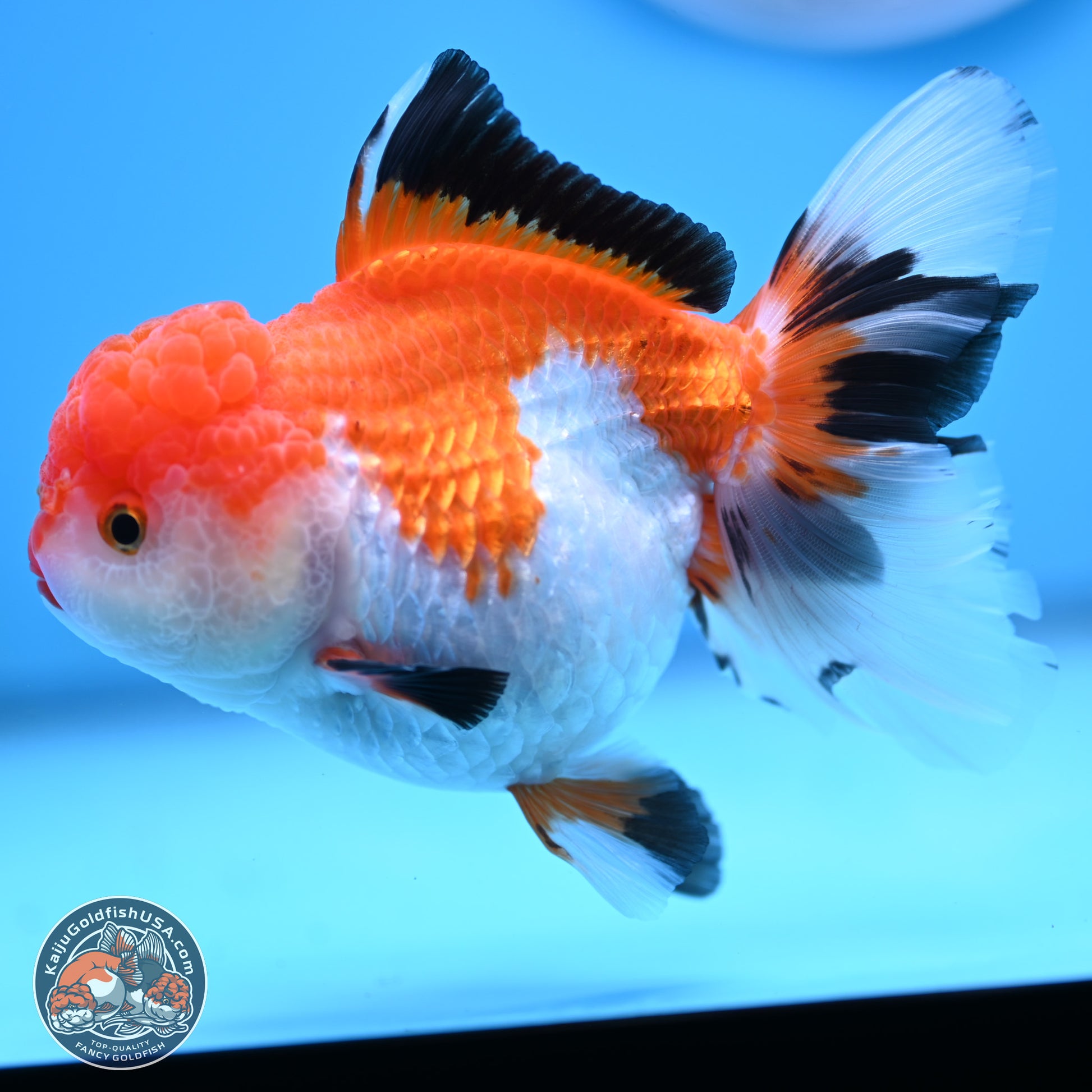 Tricolor Rose Tail Oranda 5 inches (241025_OR14) - Kaiju Goldfish USA