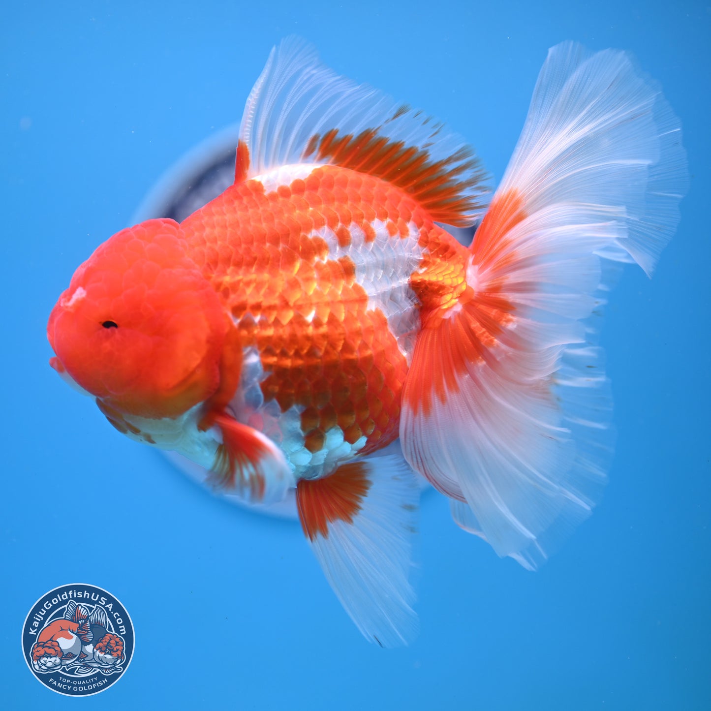 Red White Rose Tail Oranda 4-6.5 inches (240906_OR14) - Kaiju Goldfish USA