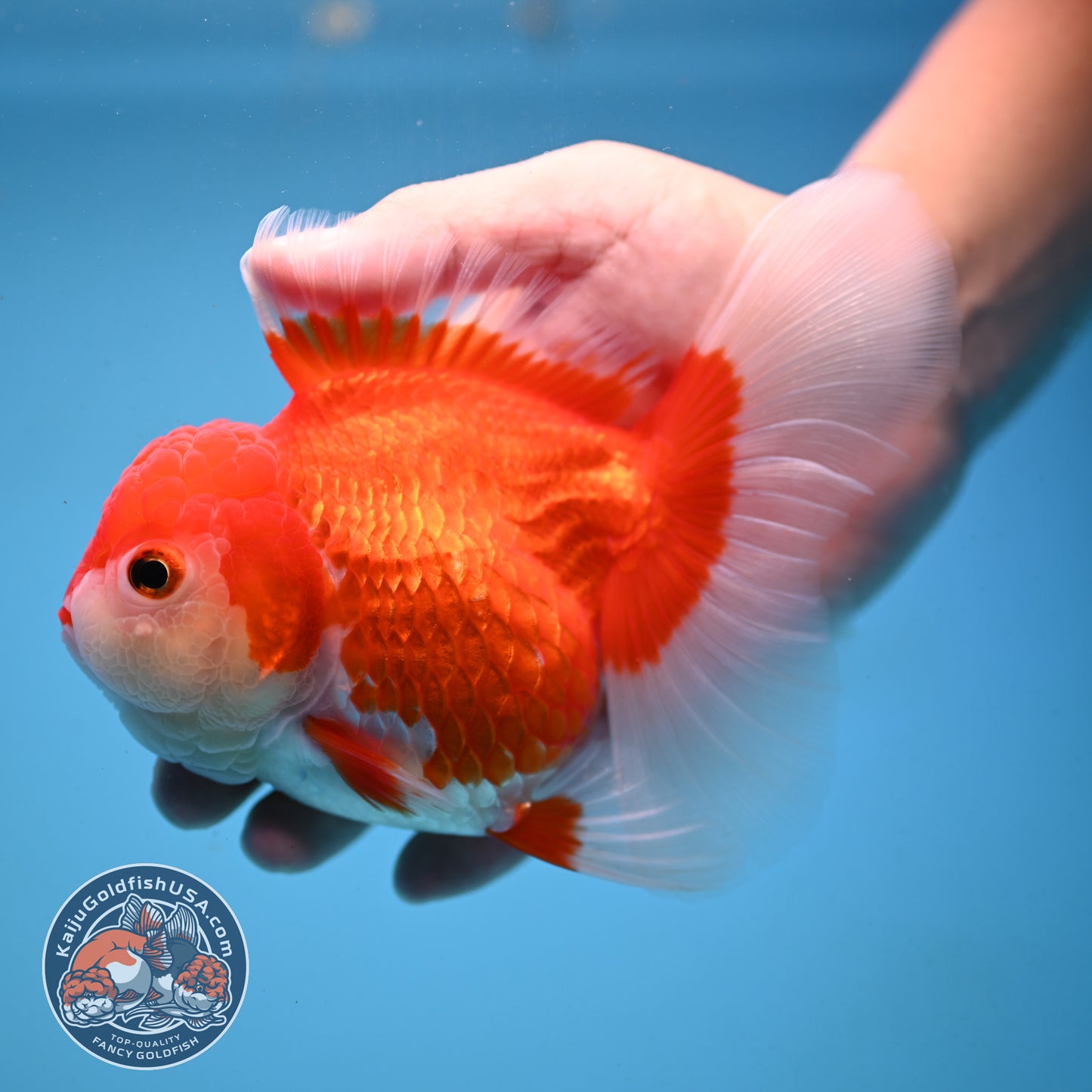 Red White Rose Tail Oranda 4 inch Body (251003_OR14)