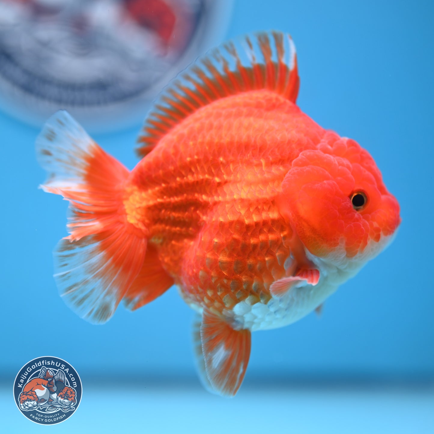 Red White YuanBao Oranda 3.5 inches Body - Female (250103_OR14) - Kaiju Goldfish USA