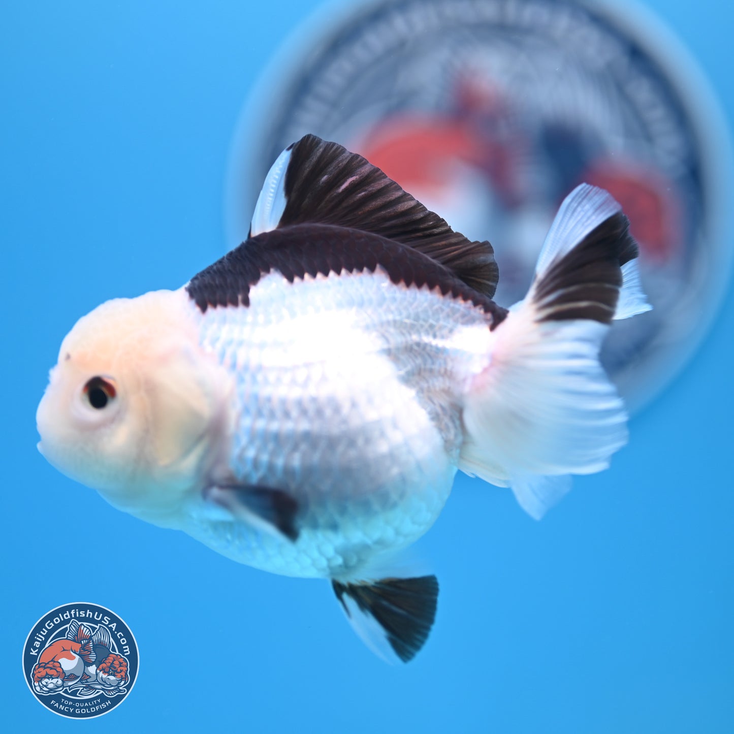 Panda Oranda 3.5-4.5 inches (240913_OR14) - Kaiju Goldfish USA