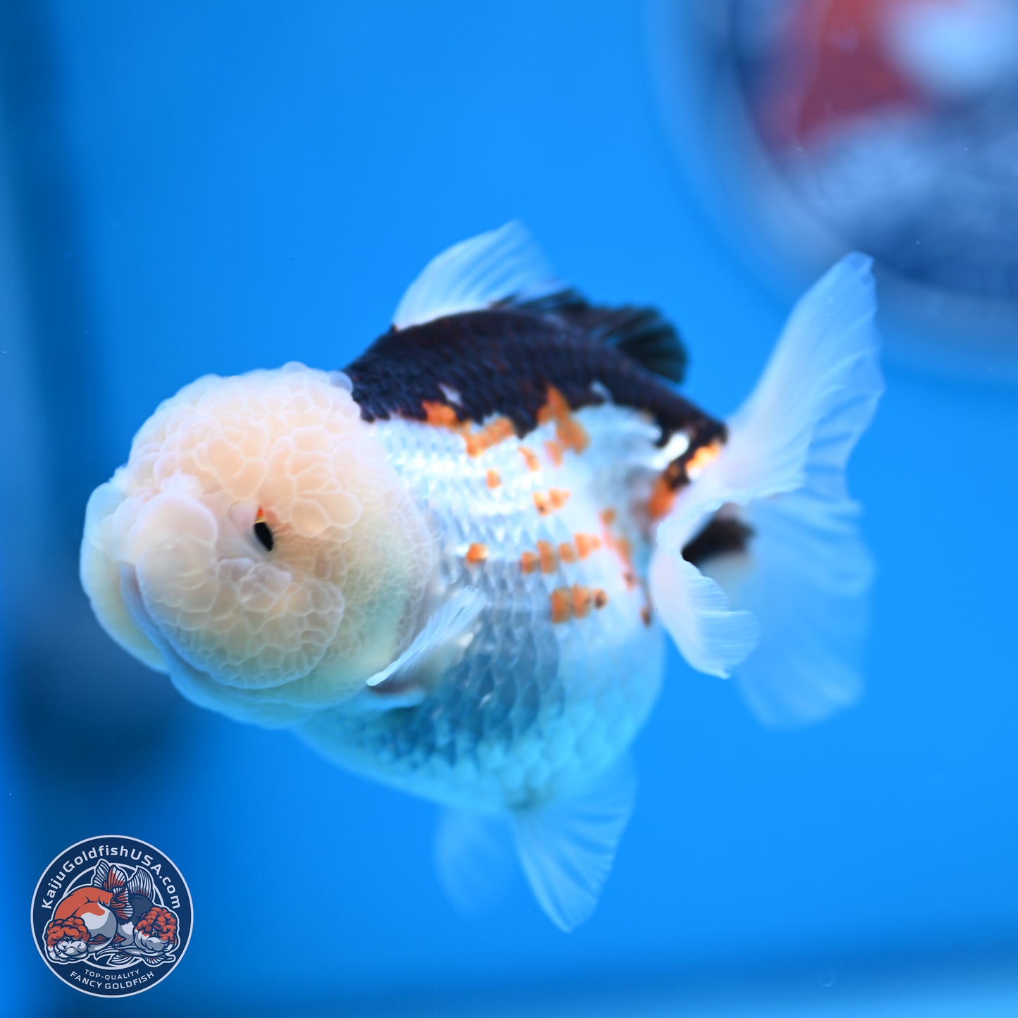 Tricolor Oranda 3.5-4.5 inches (241004_OR14) - Kaiju Goldfish USA