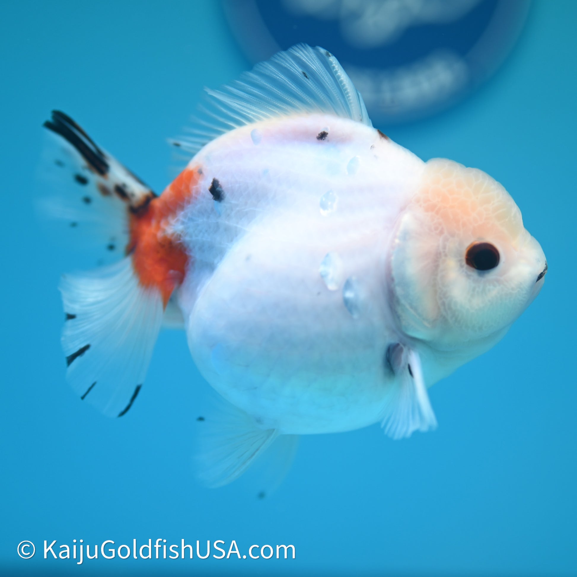 Shogun Godzilla Calico Oranda 3.75in Body (240614_OR14) - Kaiju Goldfish USA