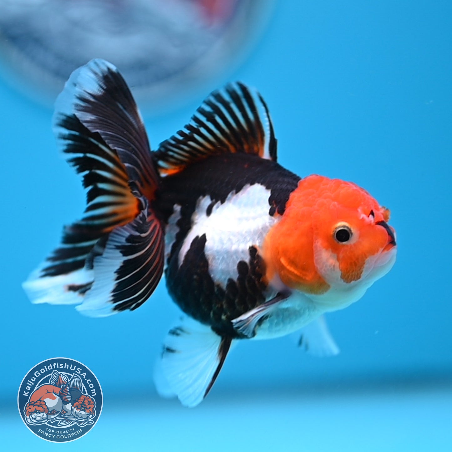 Tricolor Oranda 3 inches Body (250530_OR14)