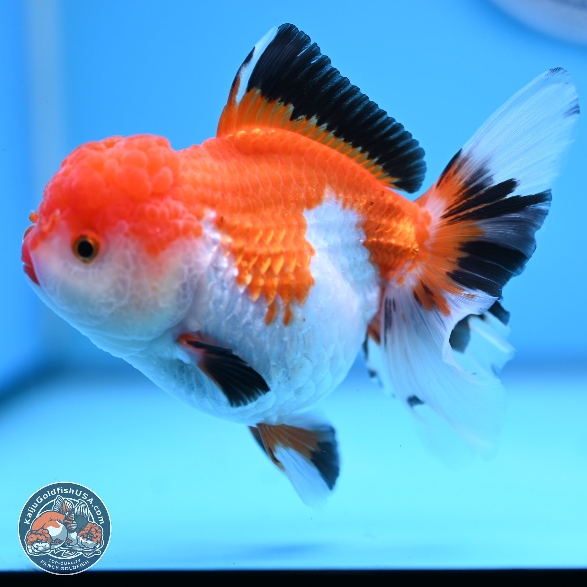 Tricolor Rose Tail Oranda 5 inches (241025_OR14) - Kaiju Goldfish USA