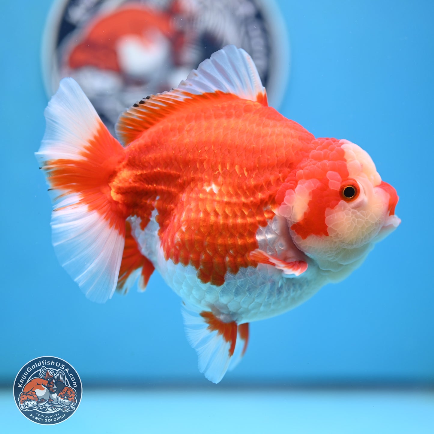 Jumbo Red White YuanBao Oranda 5 inches Body - Female (250214_OR14)