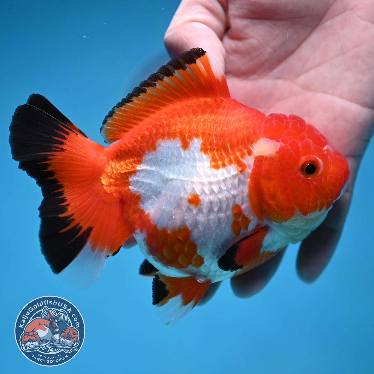 Red White Oranda 4.5 inch Body (250912_OR14)