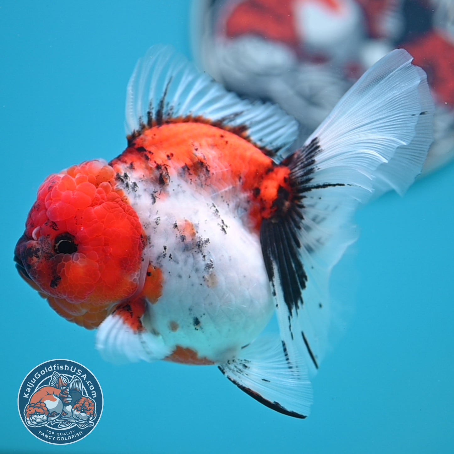 Tricolor Sakura Rose Tail Oranda 4 inches Body (250502_OR14)