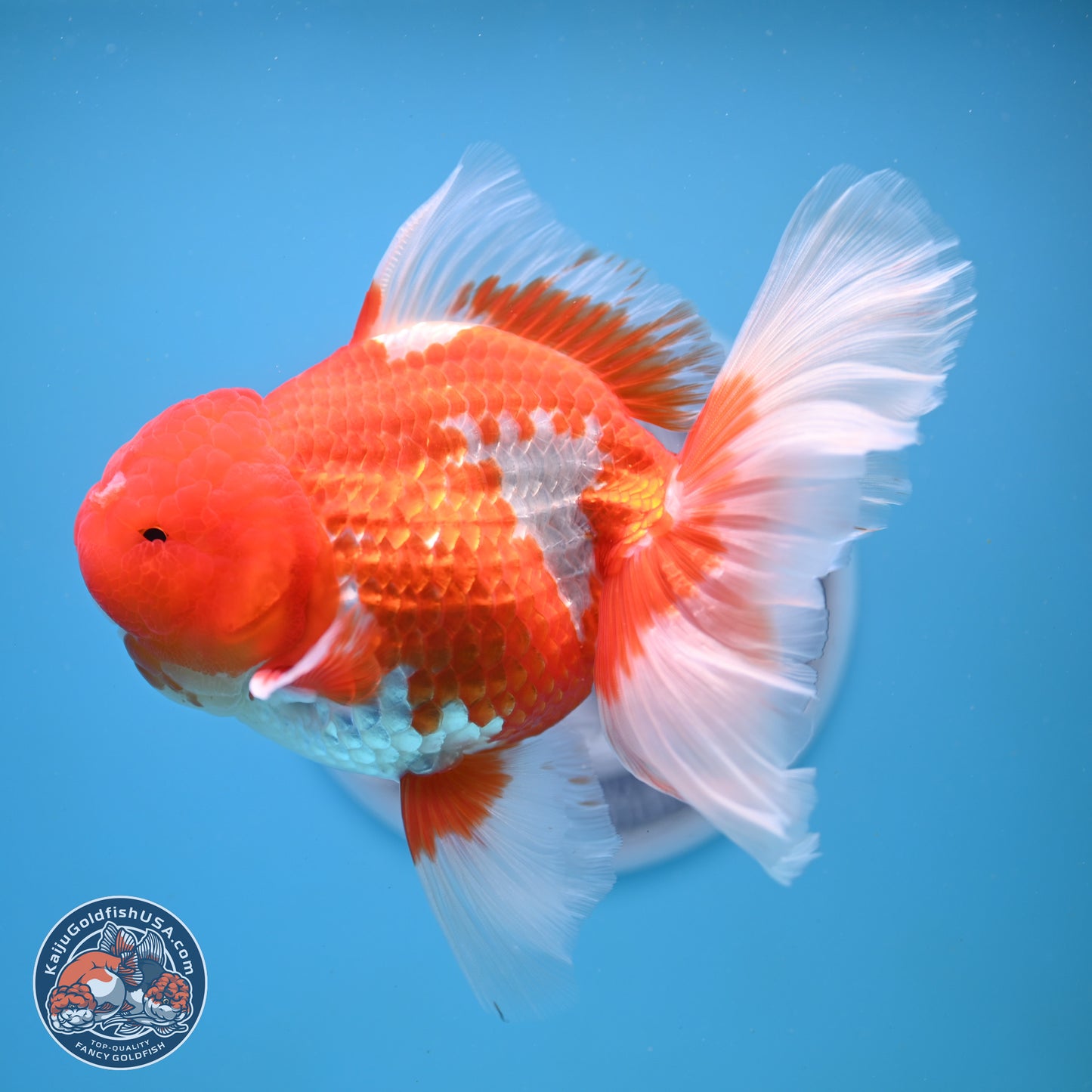 Red White Rose Tail Oranda 4-6.5 inches (240906_OR14) - Kaiju Goldfish USA