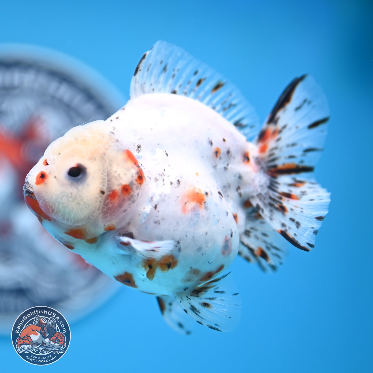 Shogun Calico Oranda 3.75 inches Body - Female (250131_OR14)