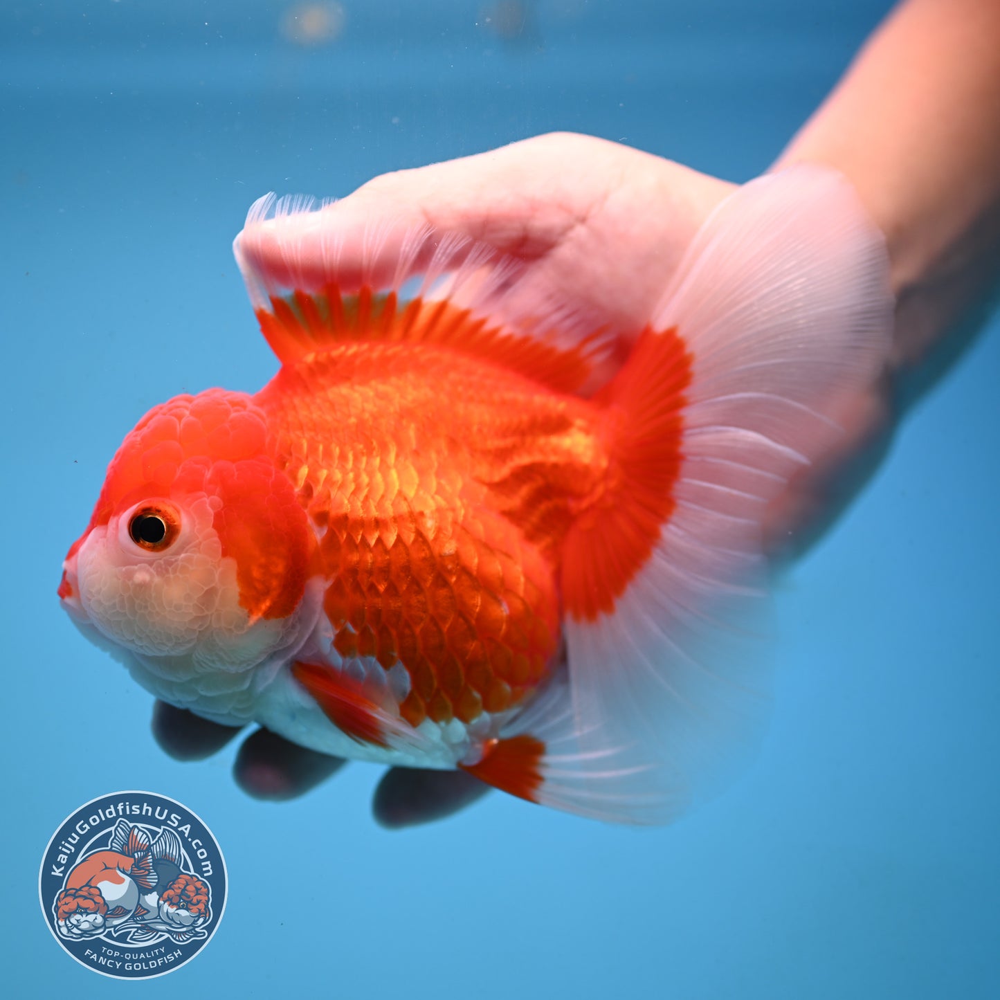 Red White Rose Tail Oranda 4 inch Body (251003_OR14)