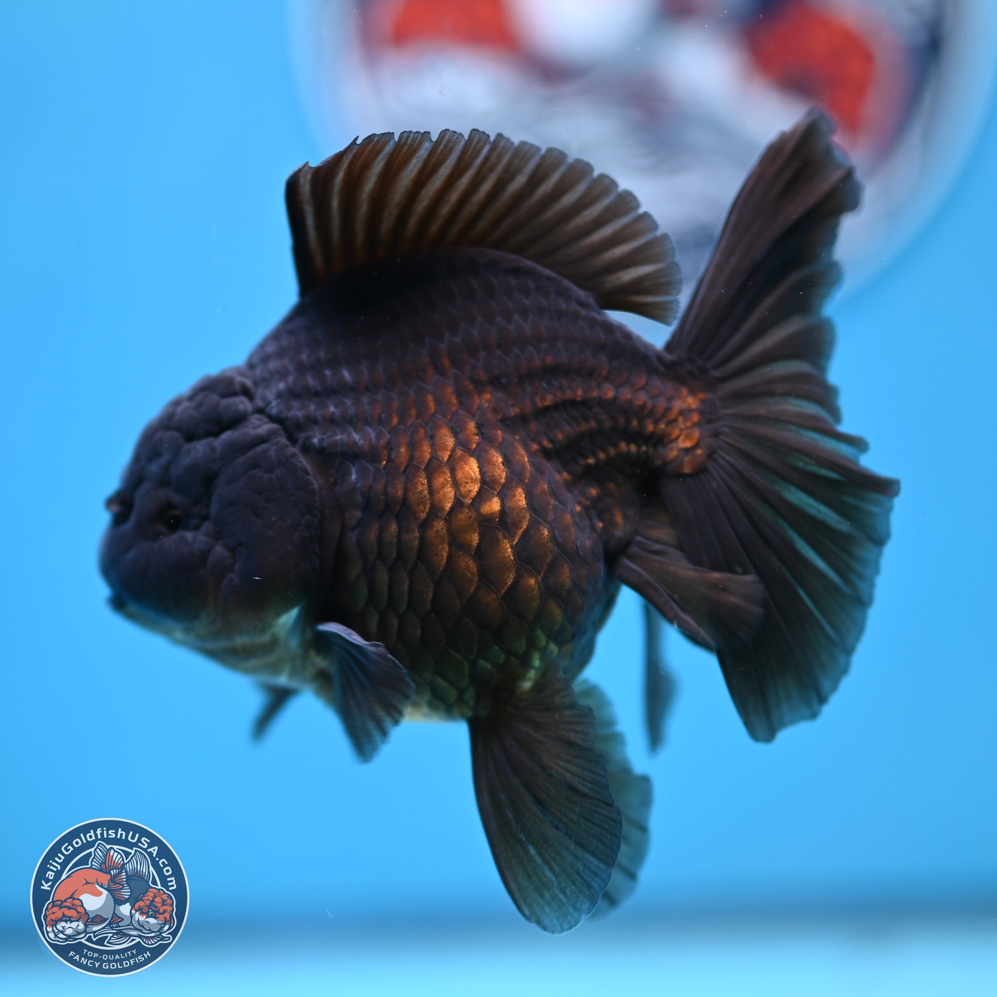 Jet Black Rose Tail Oranda 4.5 inches - Female (241129_OR14) - Kaiju Goldfish USA