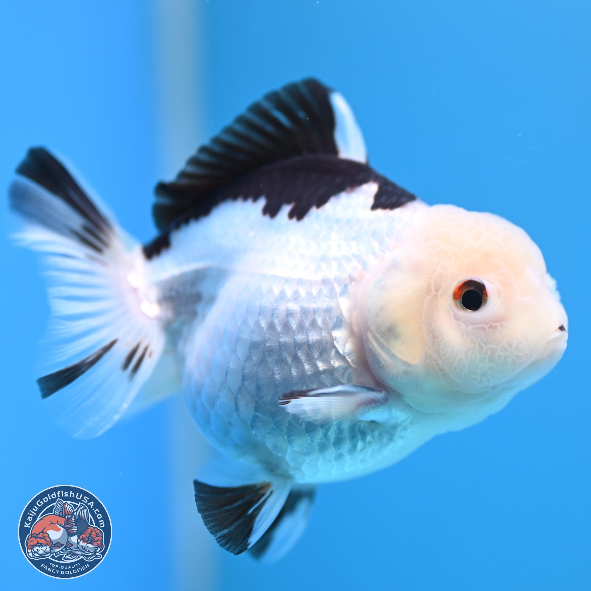 Panda Oranda 3.5-4.5 inches (240913_OR14) - Kaiju Goldfish USA