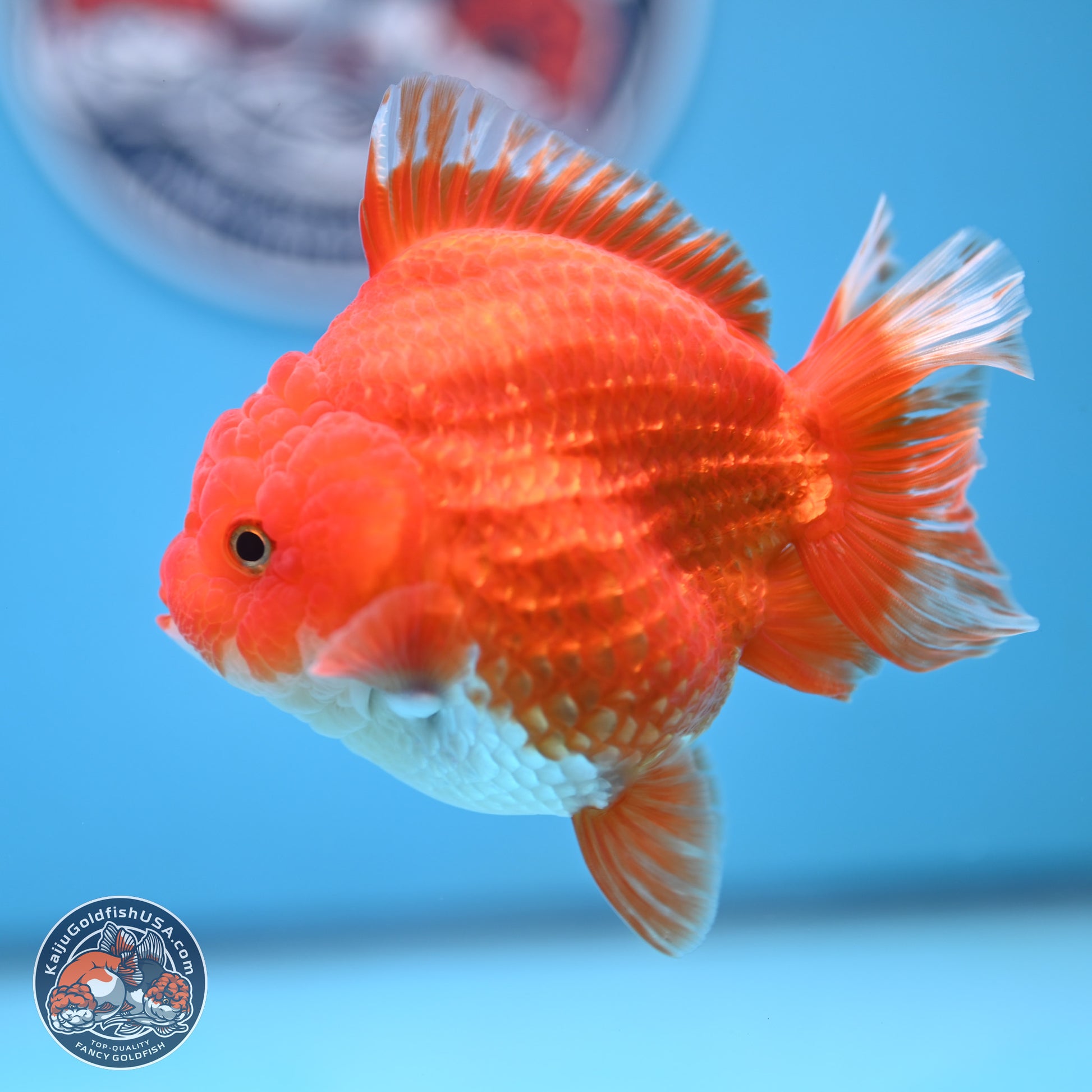 Red White YuanBao Oranda 3.5 inches Body - Female (250103_OR14) - Kaiju Goldfish USA