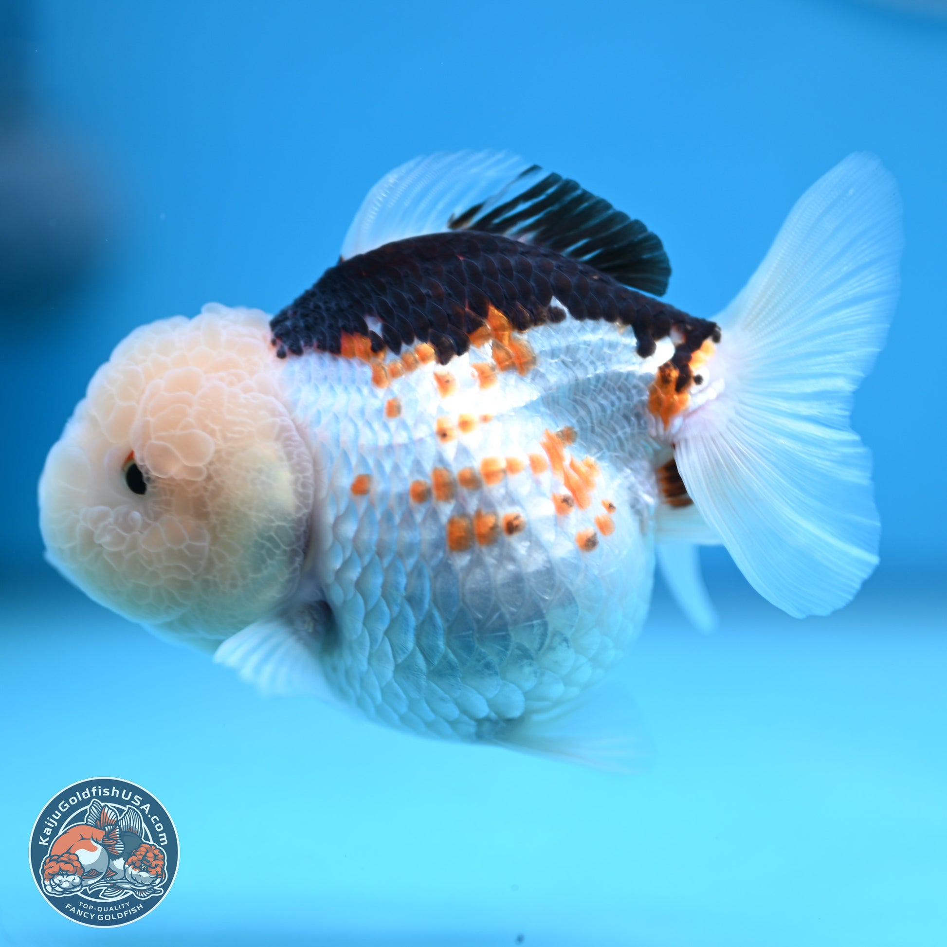 Tricolor Oranda 3.5-4.5 inches (241004_OR14) - Kaiju Goldfish USA