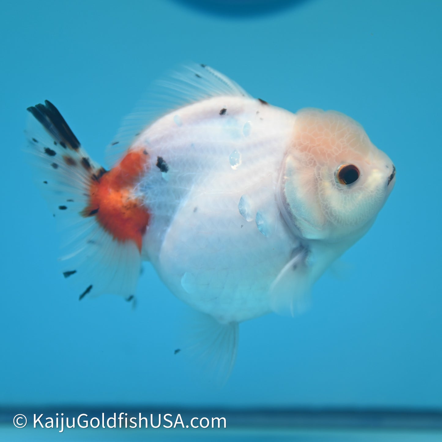 Shogun Godzilla Calico Oranda 3.75in Body (240614_OR14) - Kaiju Goldfish USA