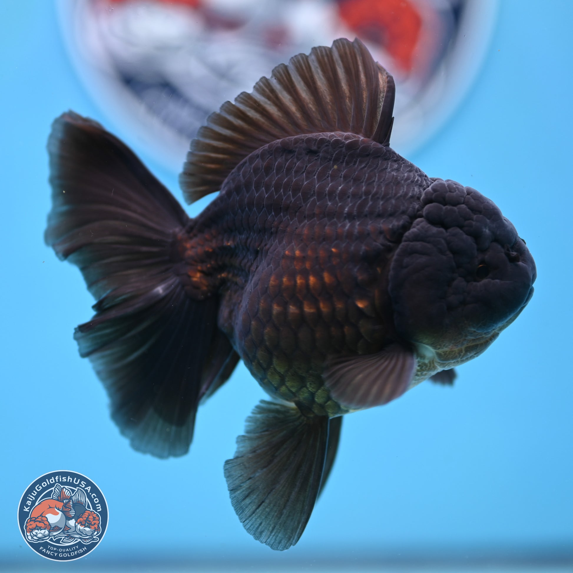 Jet Black Rose Tail Oranda 4.5 inches - Female (241129_OR14) - Kaiju Goldfish USA