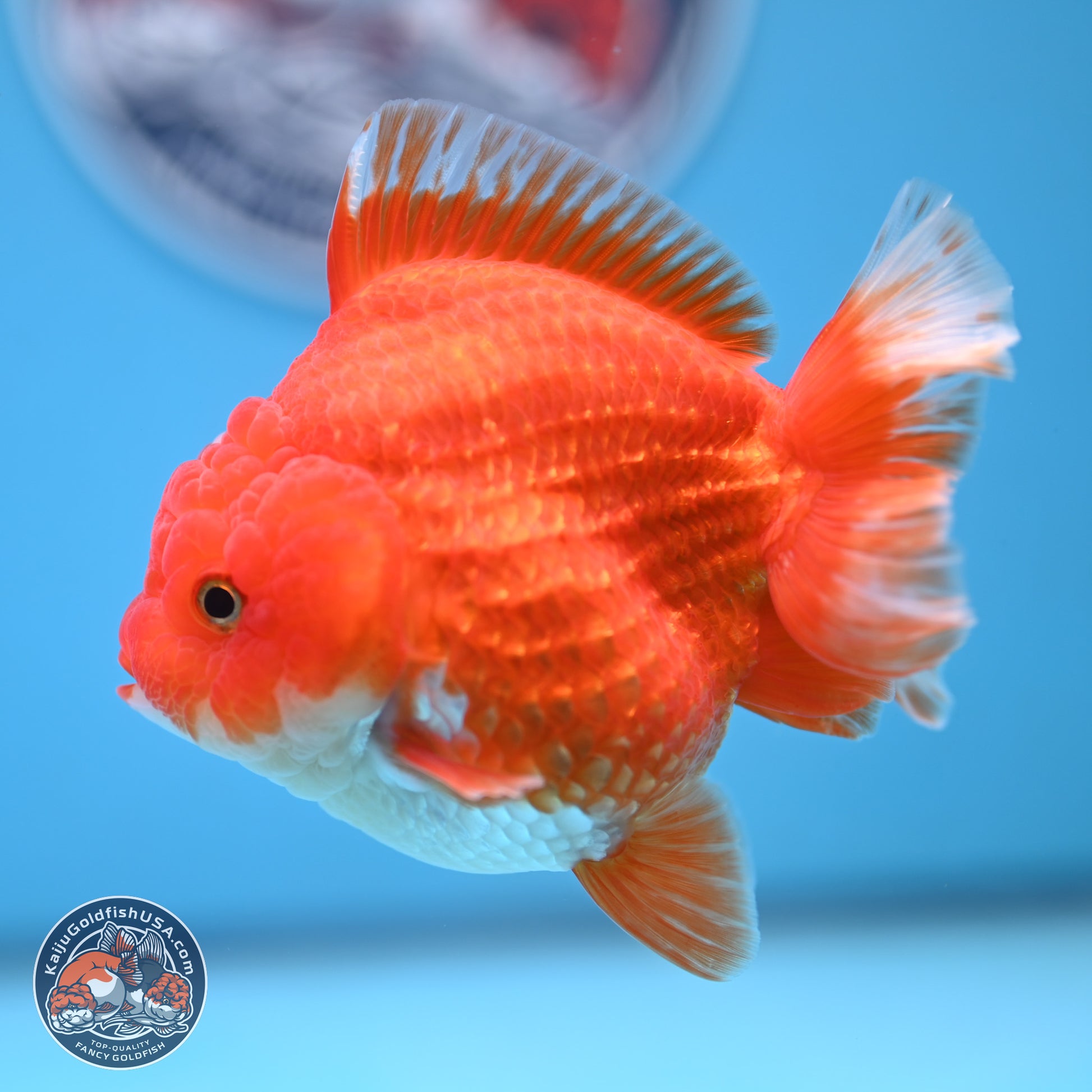 Red White YuanBao Oranda 3.5 inches Body - Female (250103_OR14) - Kaiju Goldfish USA