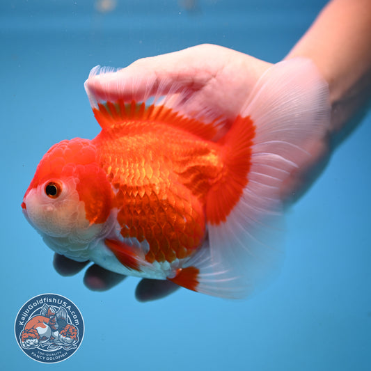 Red White Rose Tail Oranda 4 inch Body (251003_OR14)