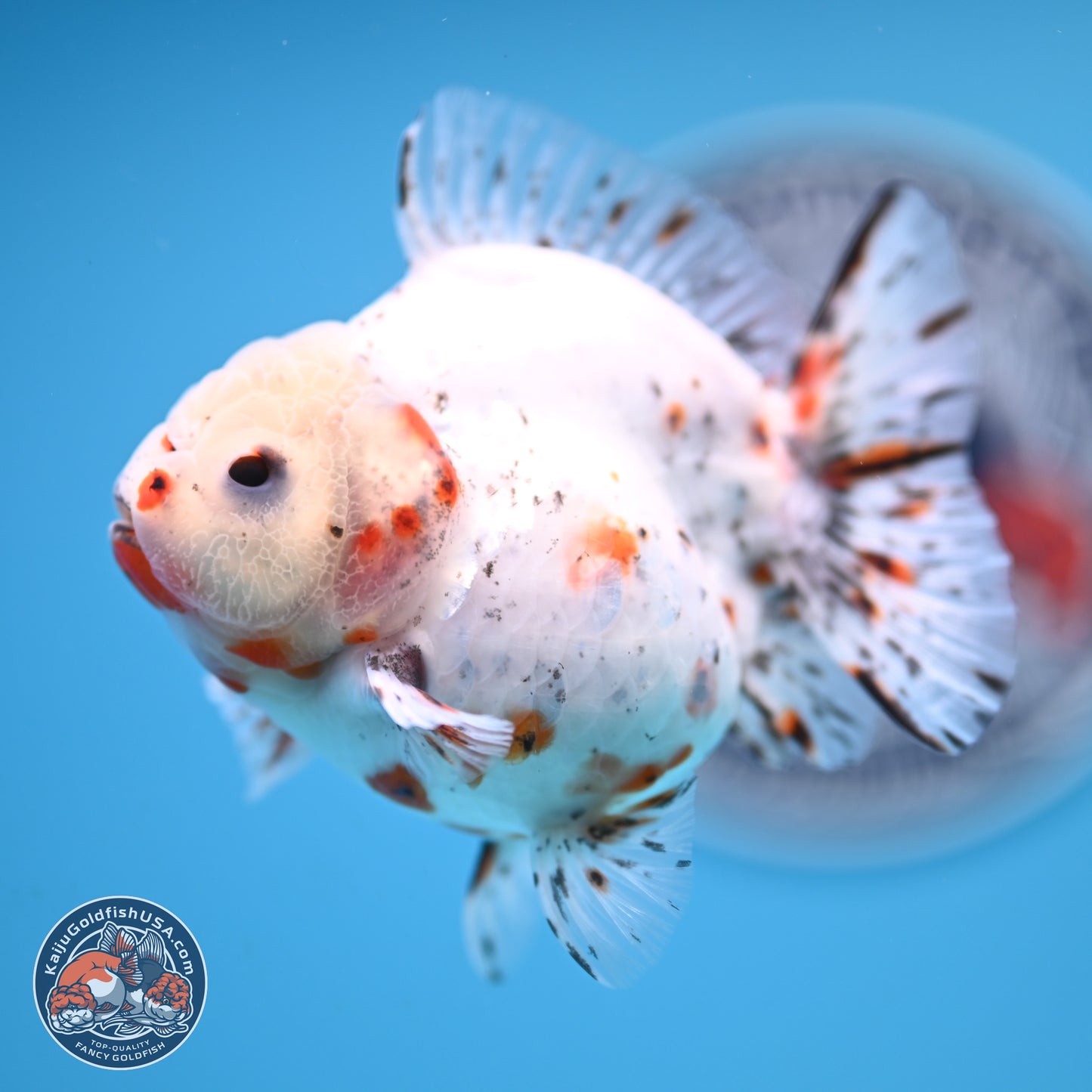 Shogun Calico Oranda 3.75 inches Body - Female (250131_OR14)