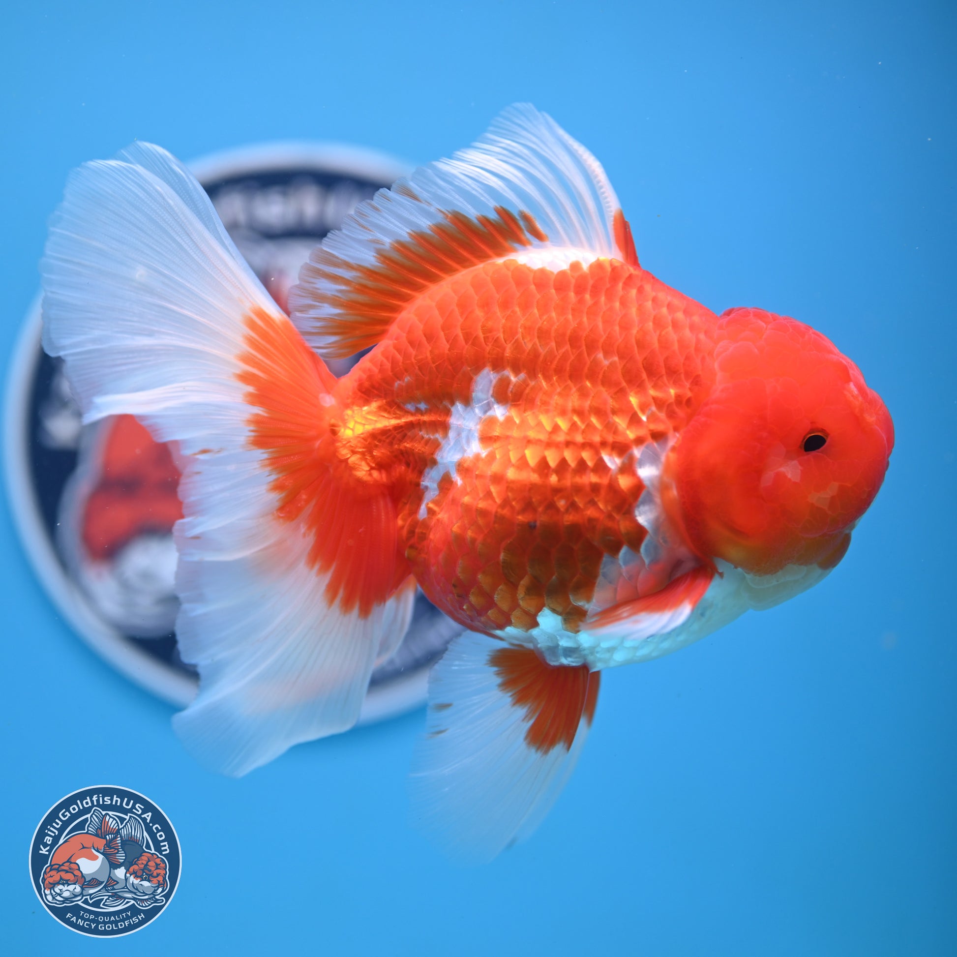 Red White Rose Tail Oranda 4-6.5 inches (240906_OR14) - Kaiju Goldfish USA