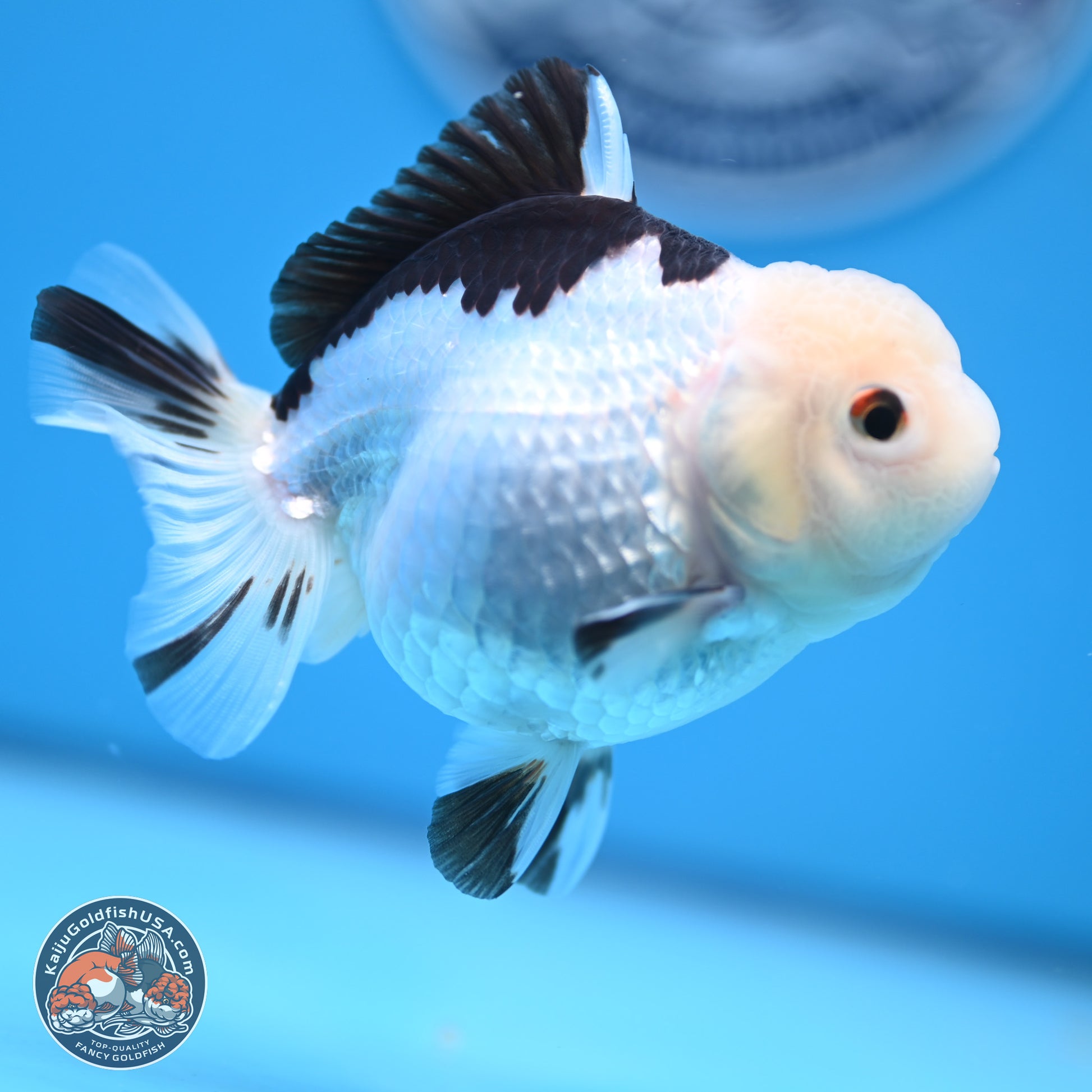 Panda Oranda 3.5-4.5 inches (240913_OR14) - Kaiju Goldfish USA